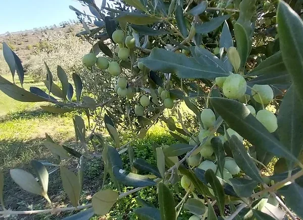 Arbequina - California