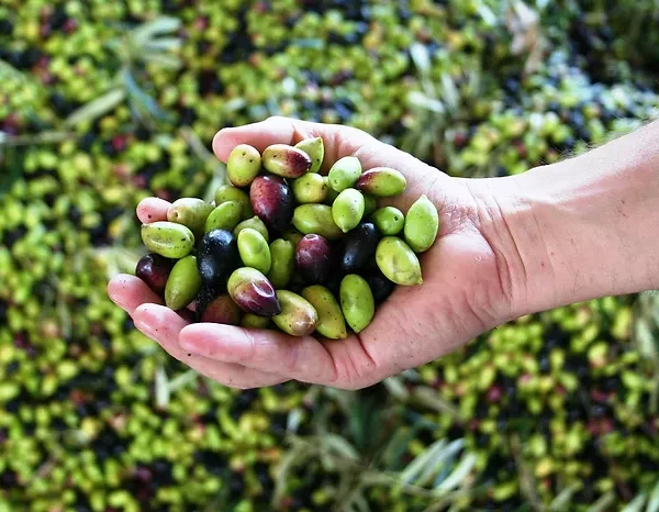 Arbequina - Portugal
