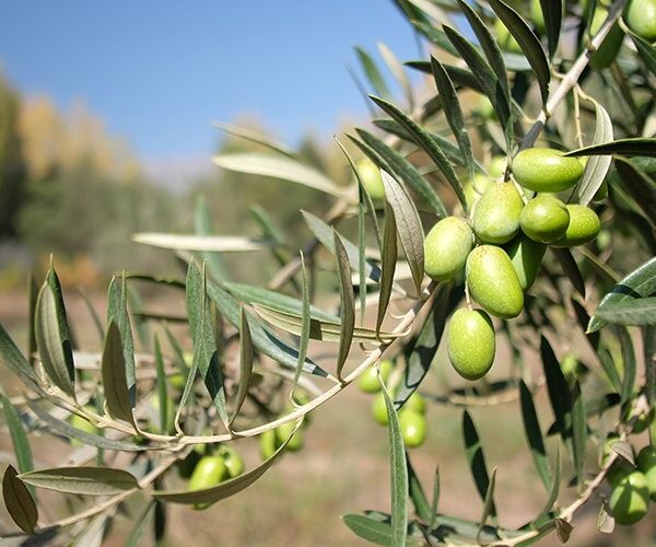Picual Extra Virgin Olive Oil