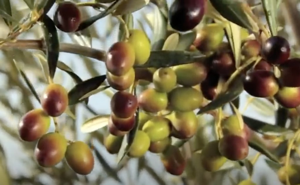 Coratina Extra Virgin Olive Oil