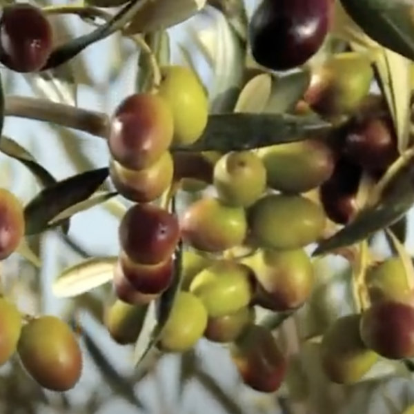 Coratina Extra Virgin Olive Oil