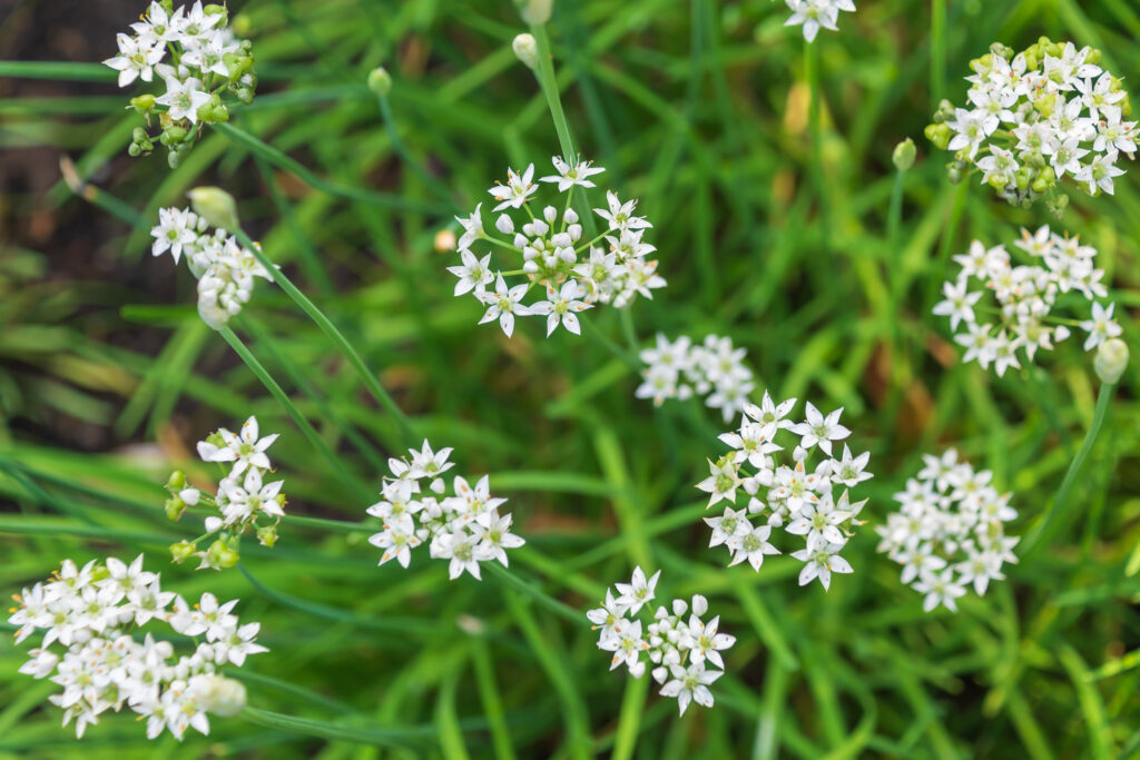 Garlic Chive