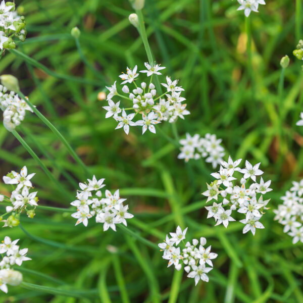 Garlic Chive